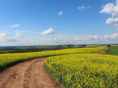 Agriculture